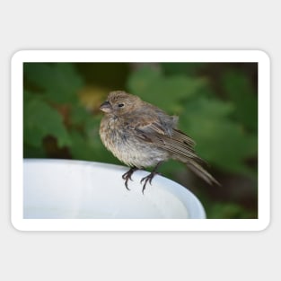 Female House Finch Perched on a Birdbath Sticker